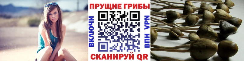 как найти наркотики  Данилов  Галлюциногенные грибы мухоморы 